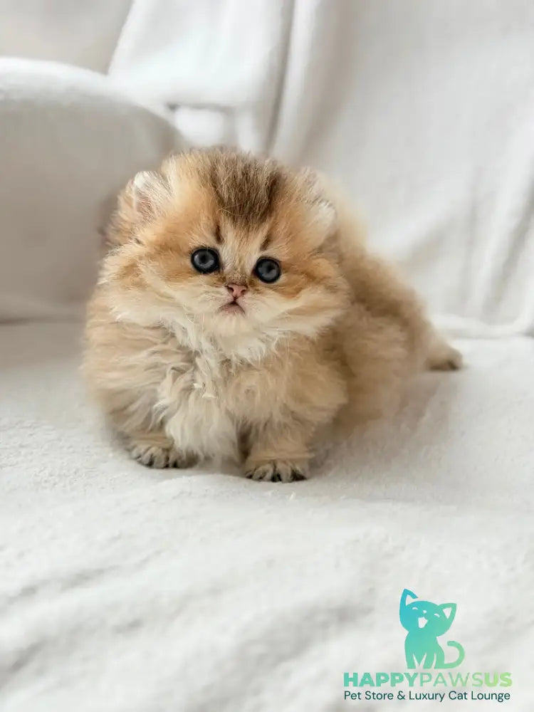 Hasbik Munchkin male black ticked tabby - live animals
