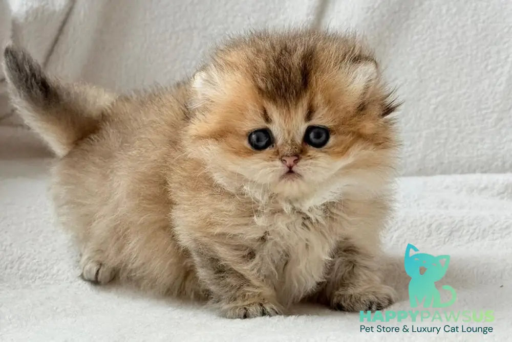 Hasbik Munchkin male black ticked tabby - live animals