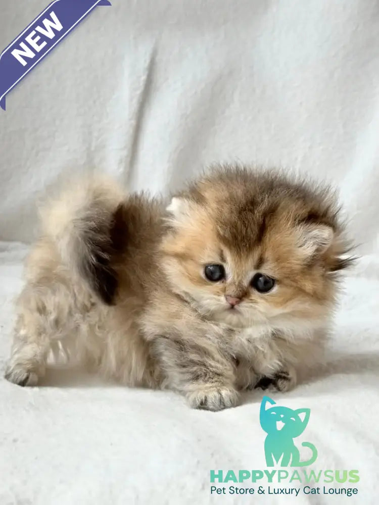 Hasbik Munchkin male black ticked tabby - live animals