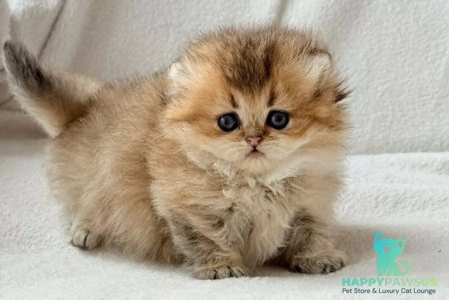 Hasbik Munchkin male black ticked tabby - live animals