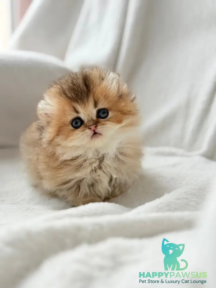 Hasbik Munchkin male black ticked tabby - live animals