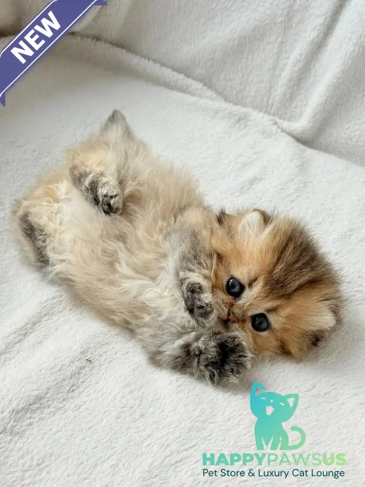 Hasbik Munchkin male black ticked tabby - live animals