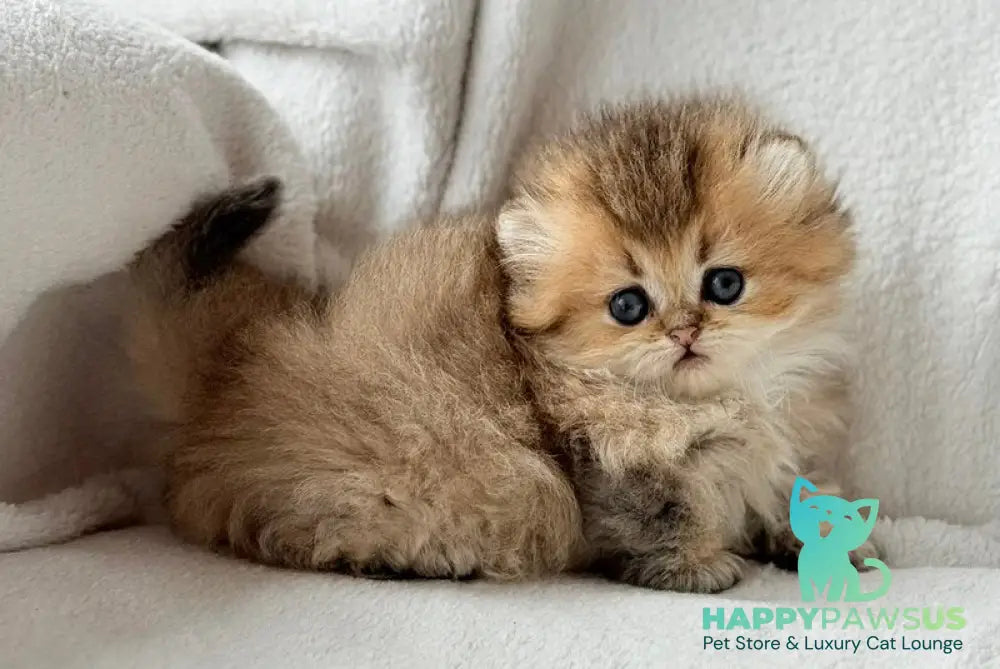 Hasbik Munchkin male black ticked tabby - live animals