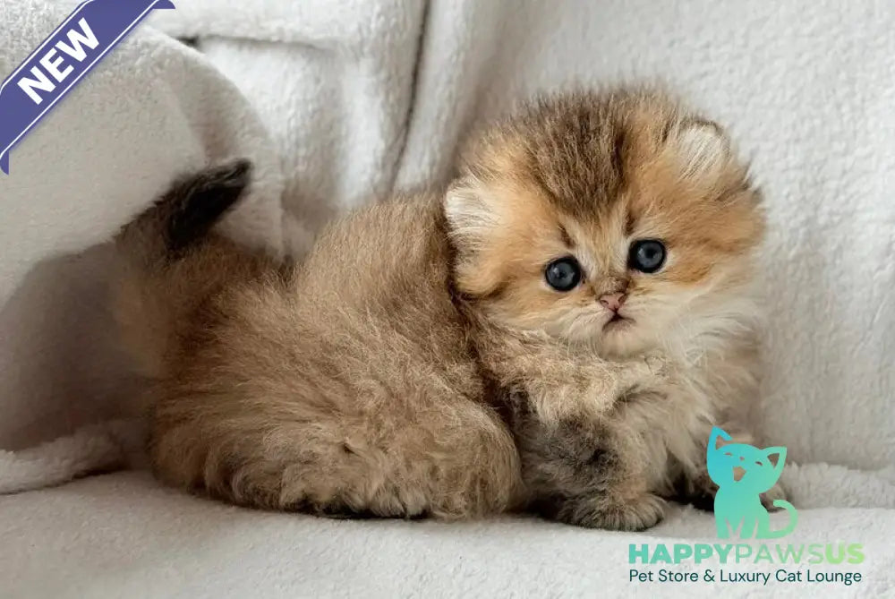 Hasbik Munchkin male black ticked tabby - live animals