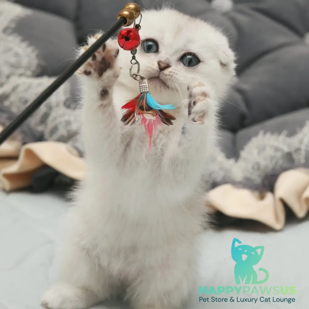 Hatti Scottish Fold female black silver shaded - live animals