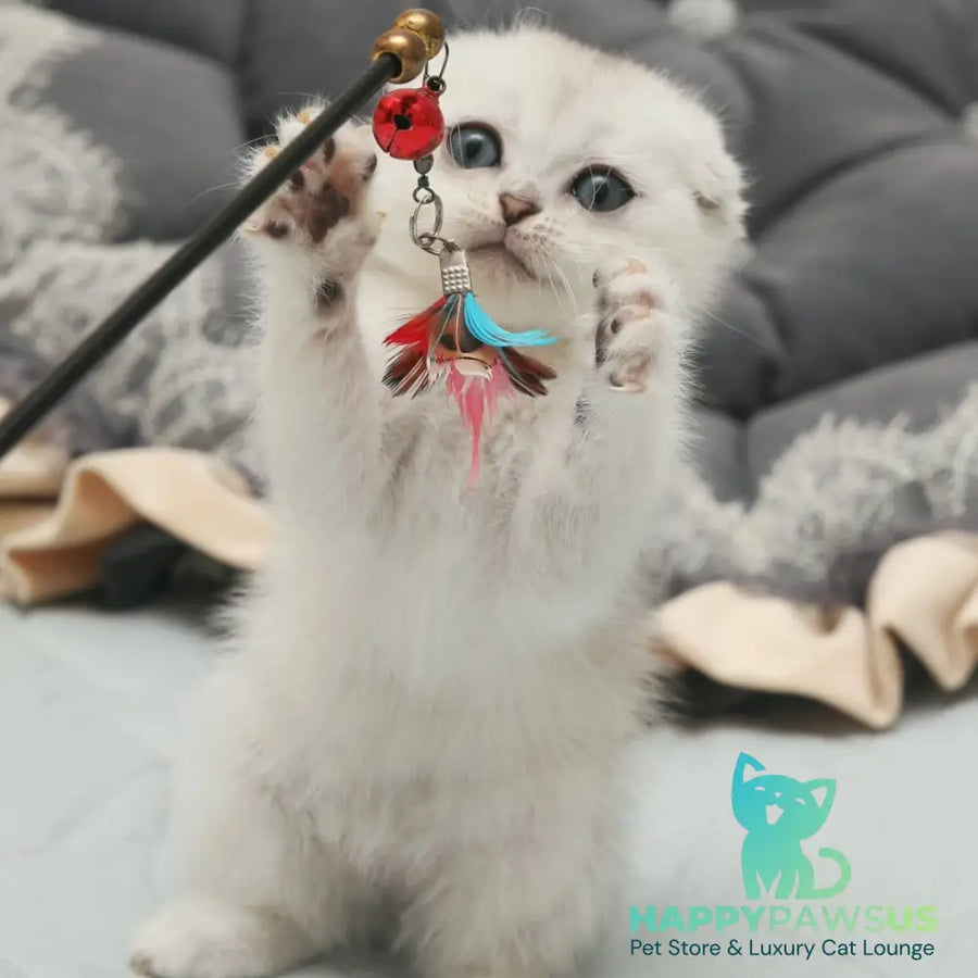 Hatti Scottish Fold female black silver shaded - live animals