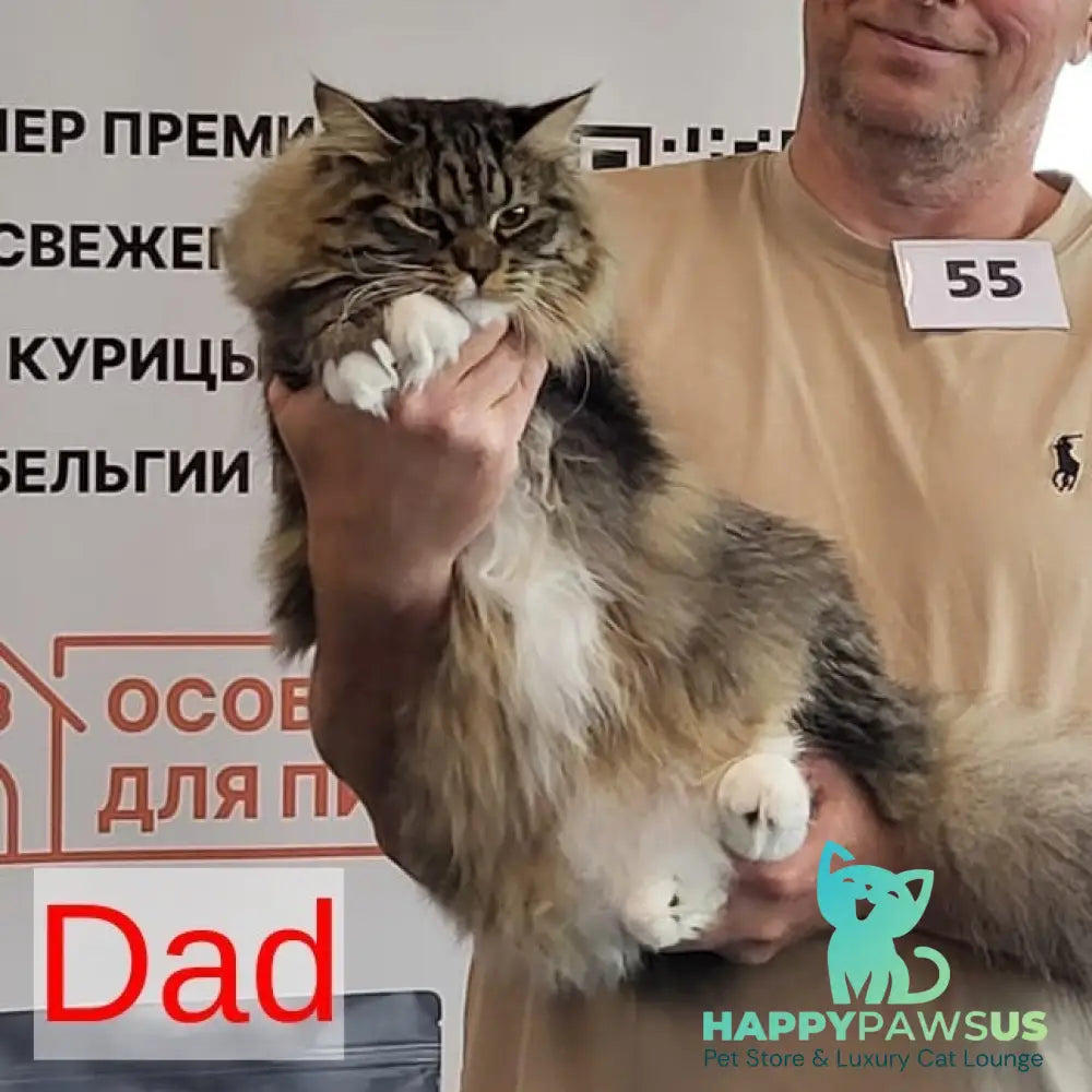 Havana Siberian female blue with white tabby pointed - live animals