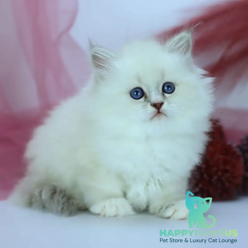 Havana Siberian female blue with white tabby pointed - live animals