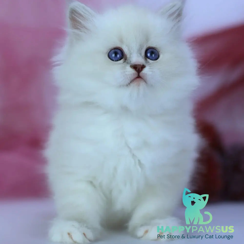 Havana Siberian female blue with white tabby pointed - live animals