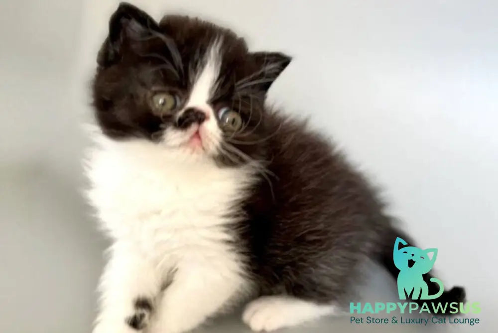 Havier Hoir Exotic male black bicolour - live animals