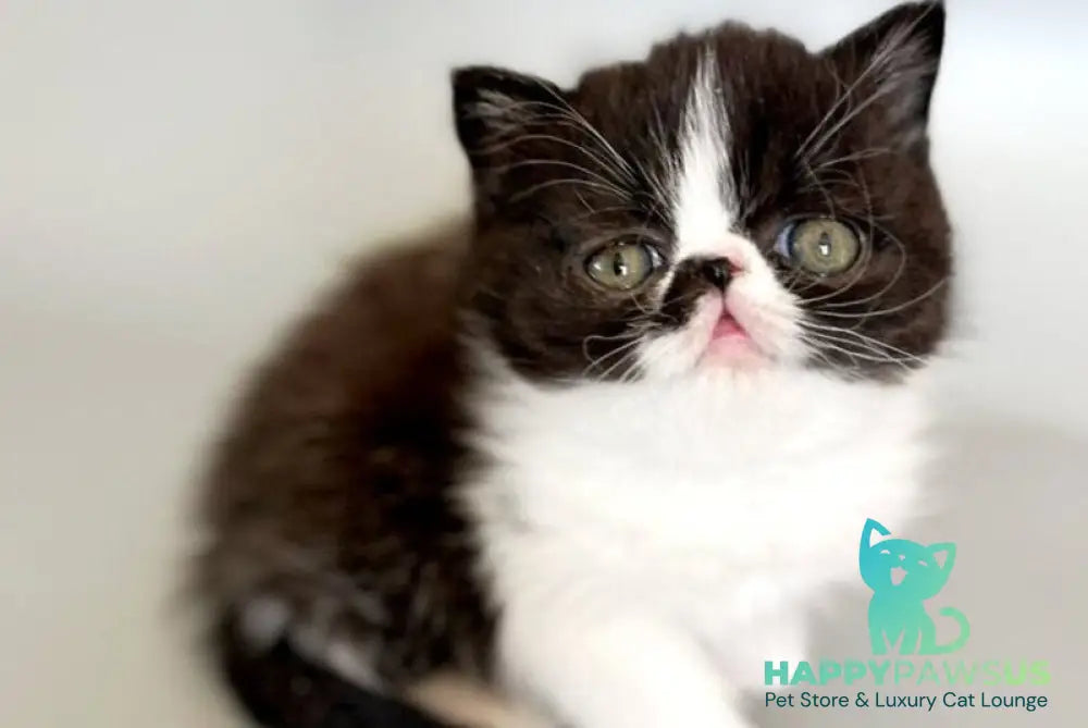 Havier Hoir Exotic male black bicolour - live animals