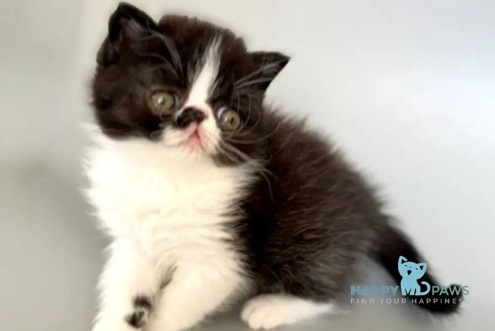Havier Hoir Exotic male black bicolour - live animals