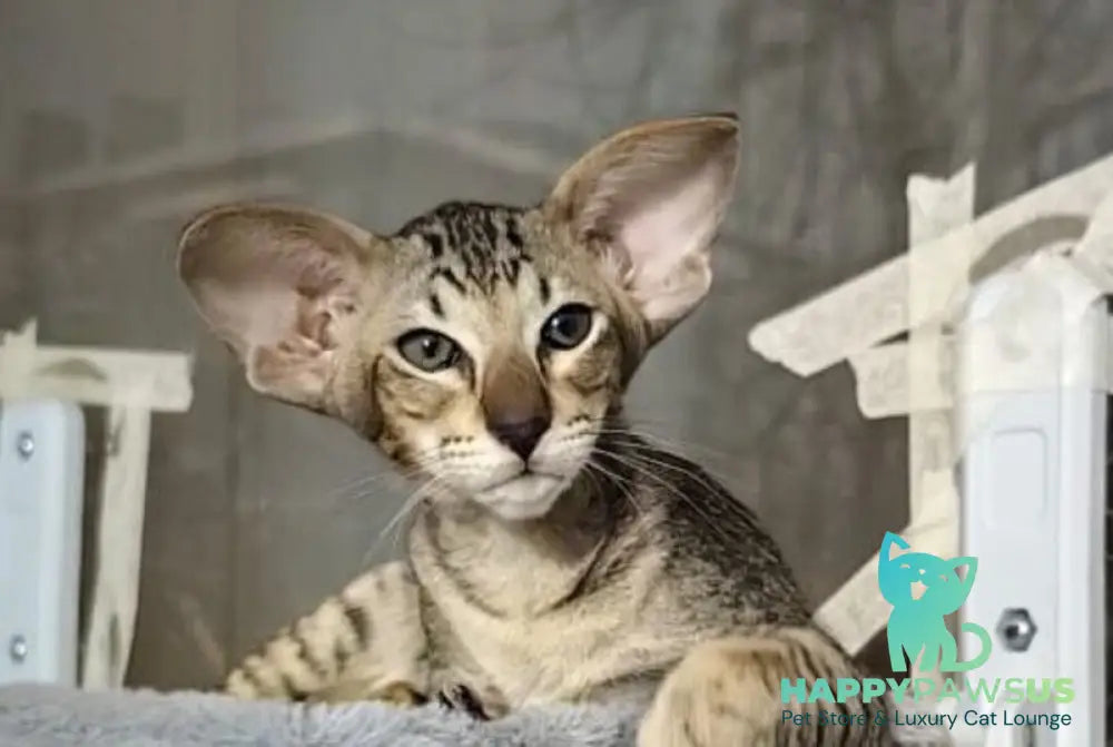 Hawker Oriental Shorthair male black spotted tabby live animals