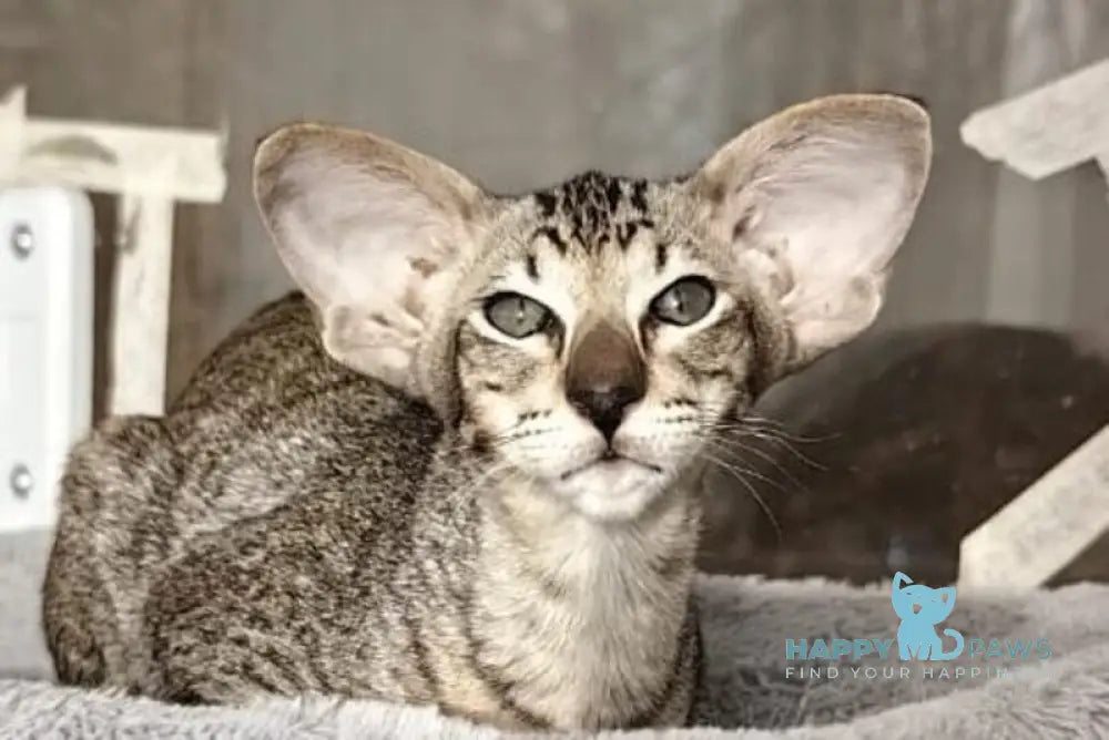 Hawker Oriental Shorthair male black spotted tabby live animals