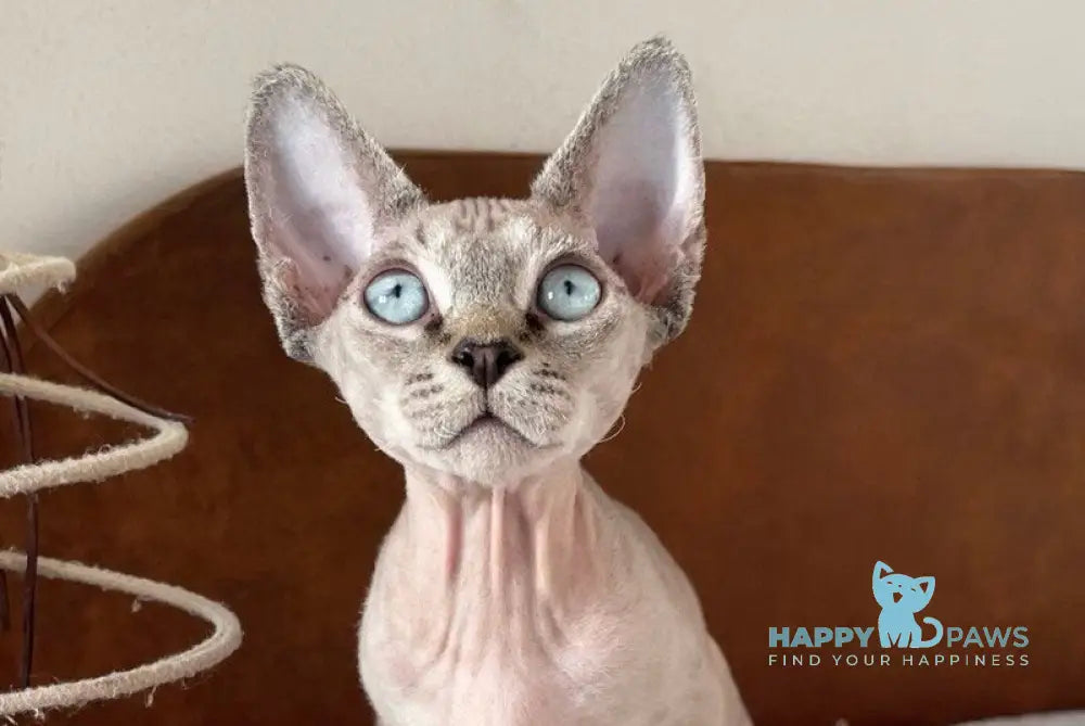 Hayden Devon Rex male black spotted tabby pointed live animals