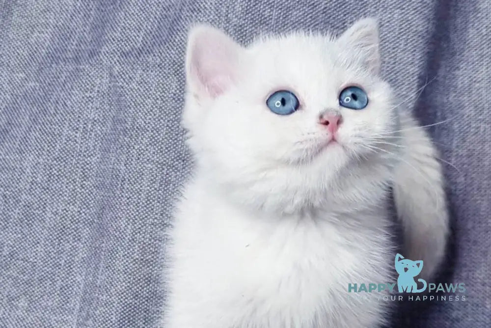 Hayley British Shorthair female black silver shaded pointed live animals