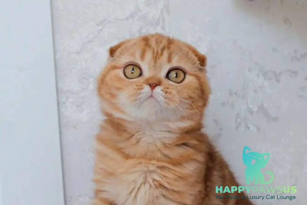 Hayley Scottish Fold female cinnamon tabby live animals
