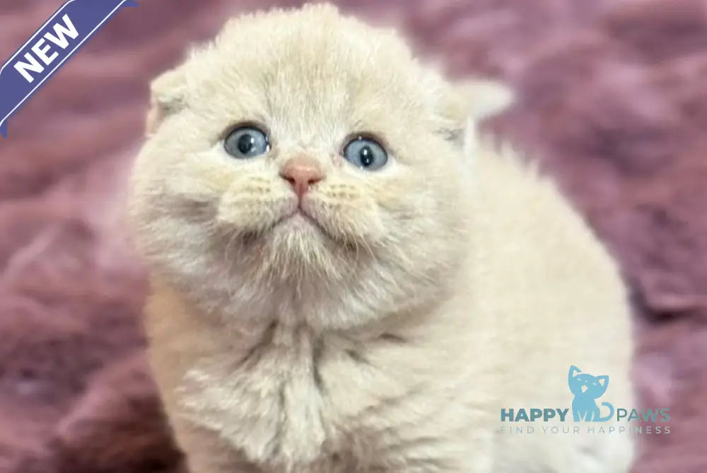 Hayley Scottish Fold female fawn live animals