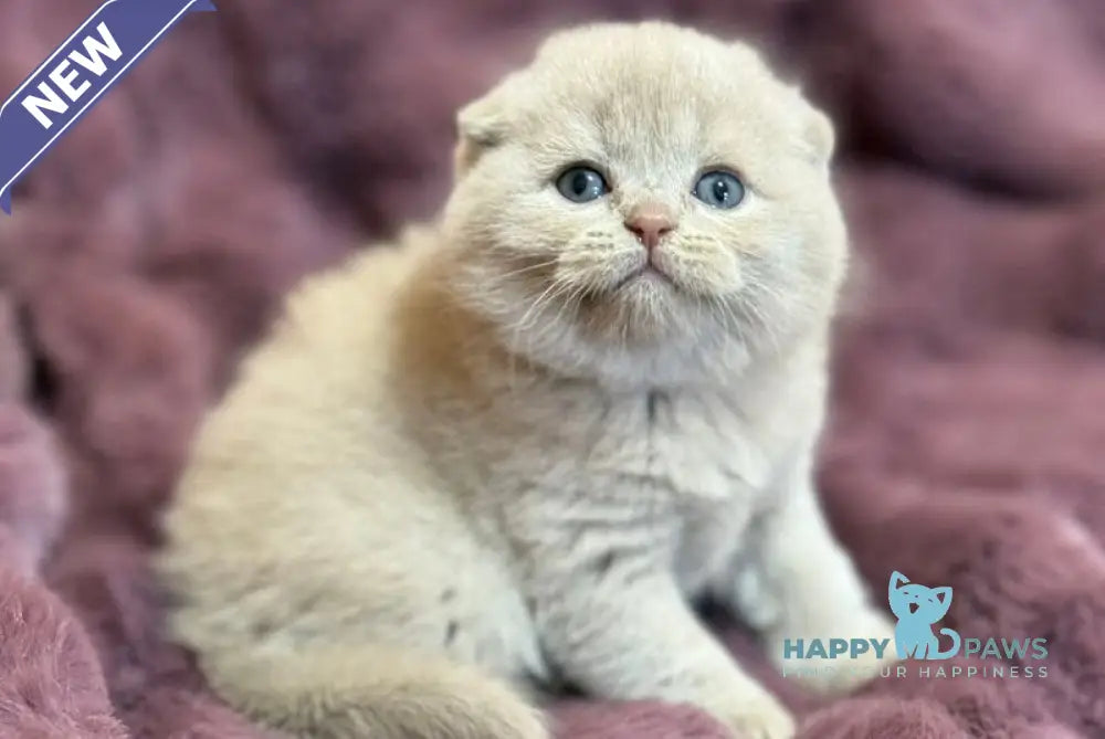 Hayley Scottish Fold female fawn live animals