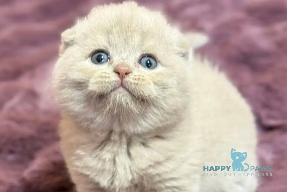 Hayley Scottish Fold female fawn live animals