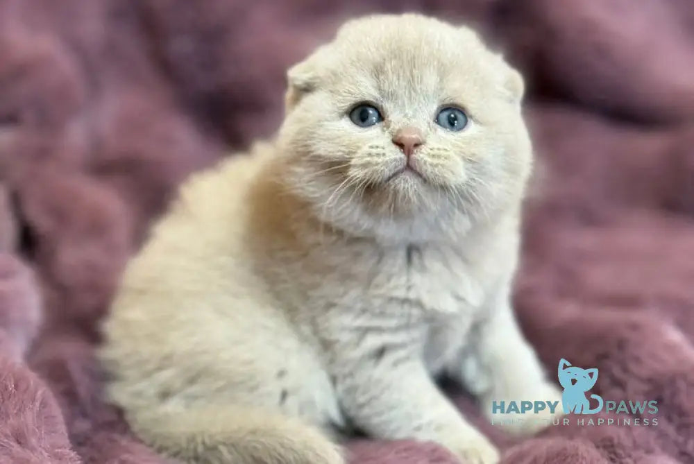 Hayley Scottish Fold female fawn live animals