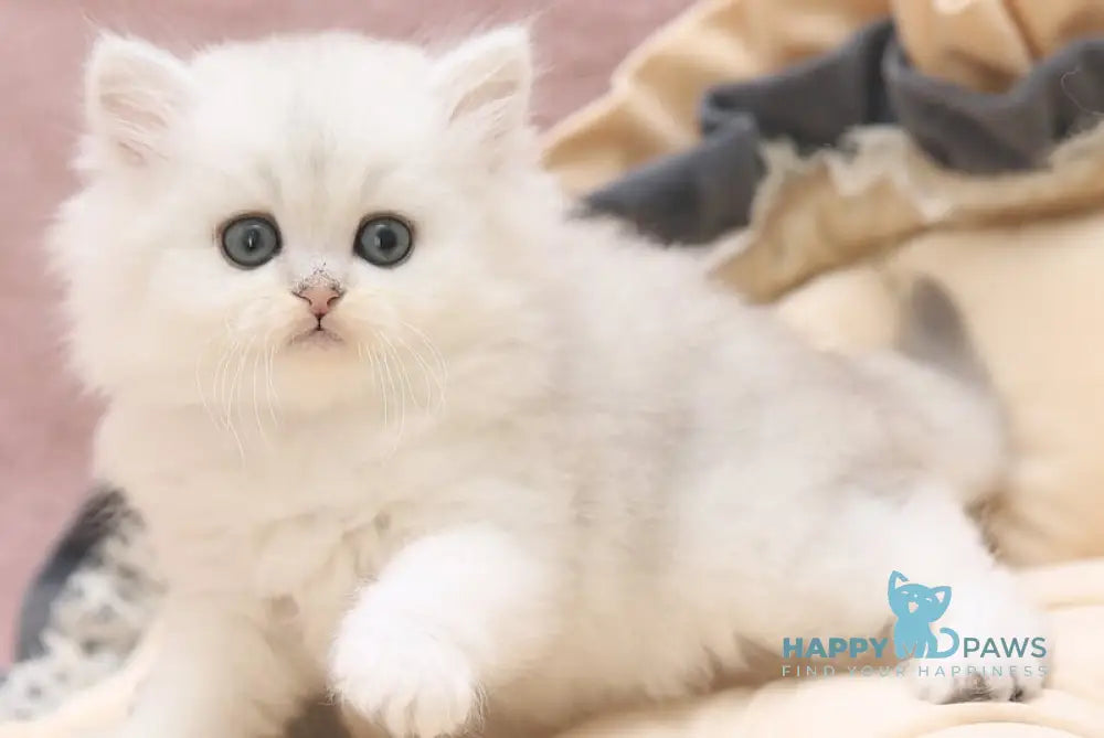 Hayley Scottish Straight female black silver shaded live animals