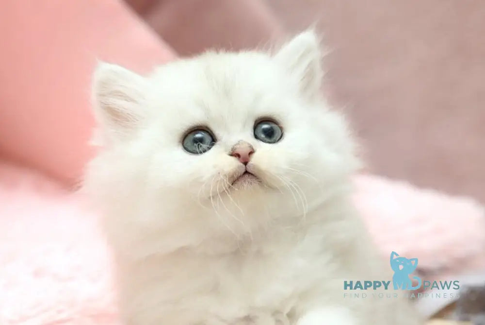 Hayley Scottish Straight female black silver shaded live animals