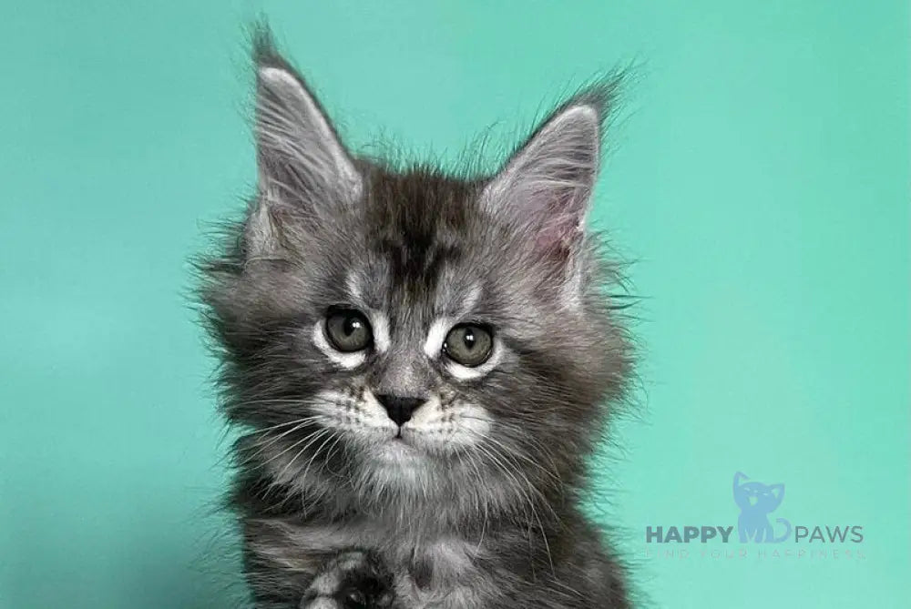 Hazel Maine Coon female black silver tabby live animals