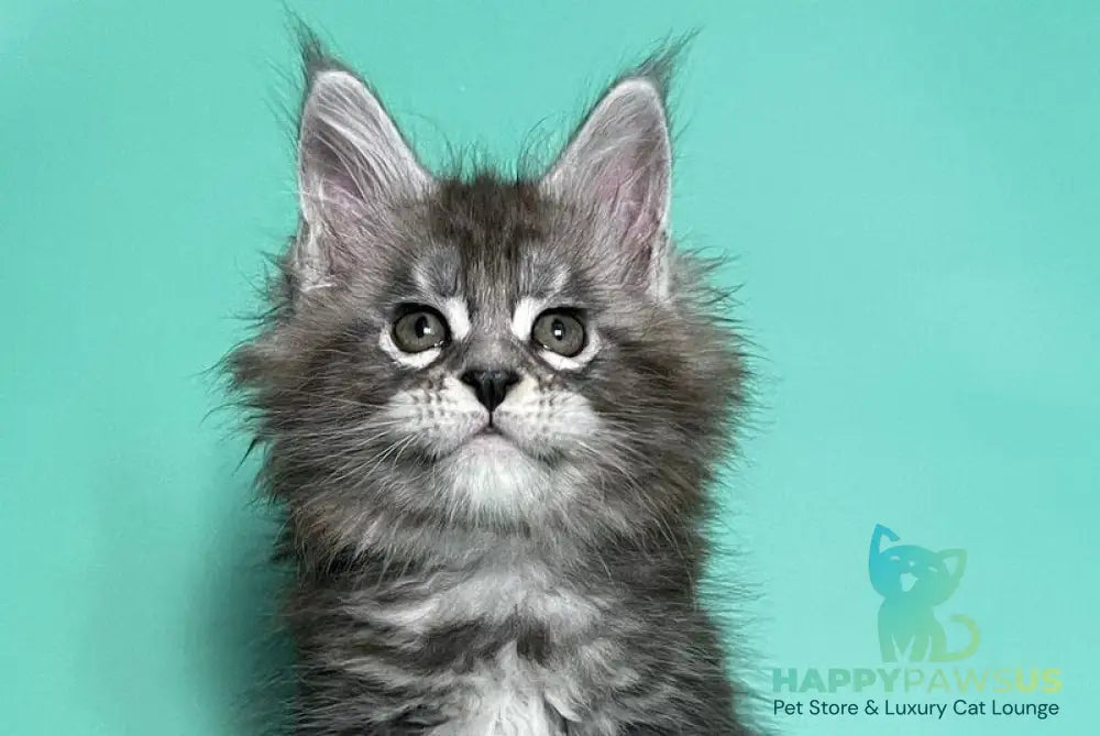 Hazel Maine Coon female black silver tabby live animals