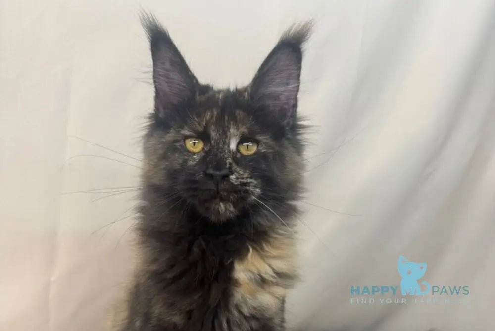 Hazel Maine Coon polydactyl female black tortie live animals