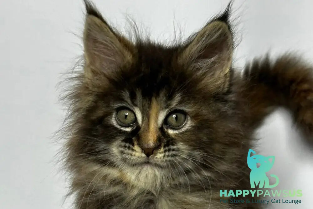 Hazel Maine Coon polydactyl female black tortie - live animals