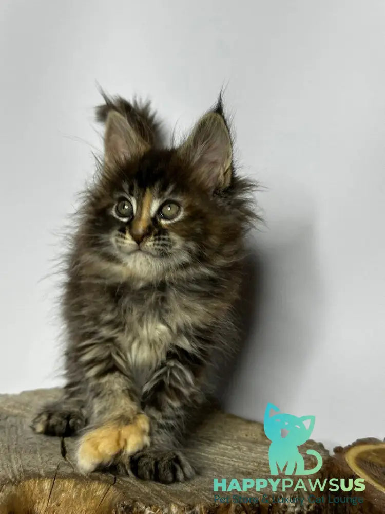 Hazel Maine Coon polydactyl female black tortie - live animals