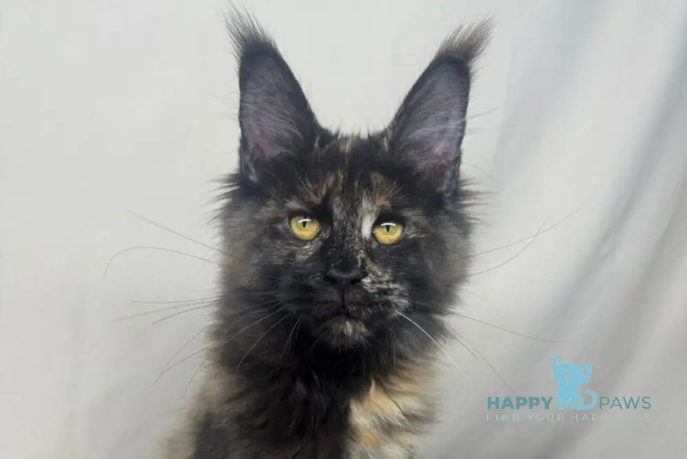 Hazel Maine Coon polydactyl female black tortie live animals
