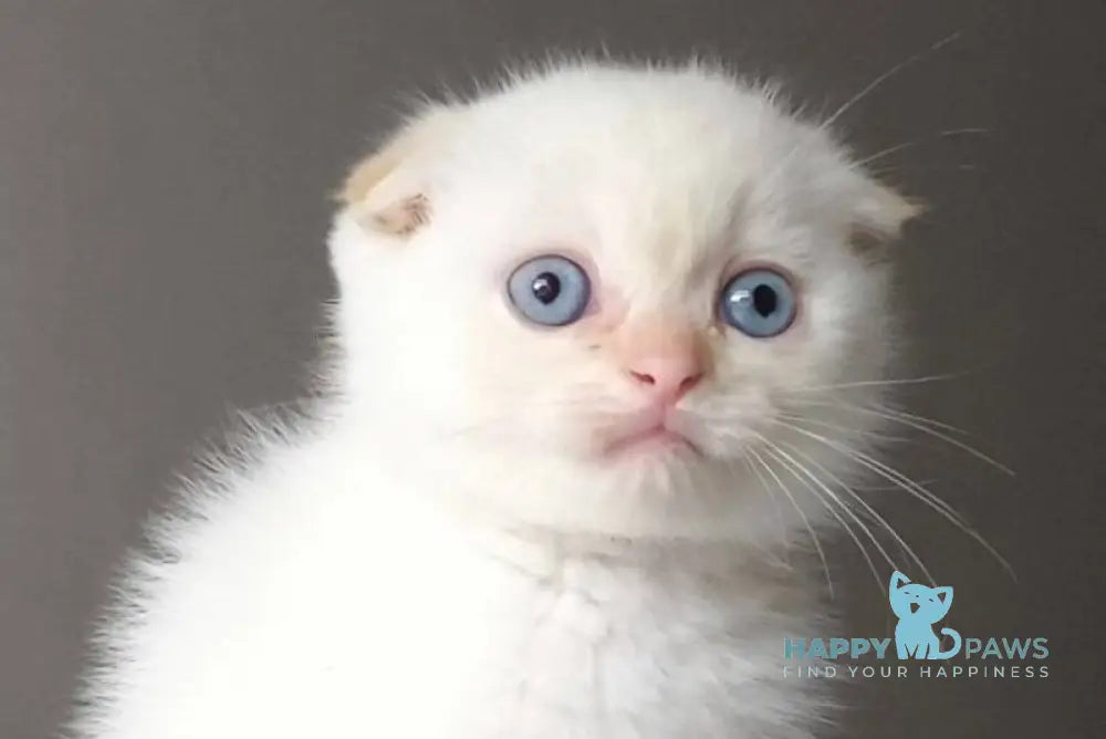 Heart Scottish Fold male red pointed live animals