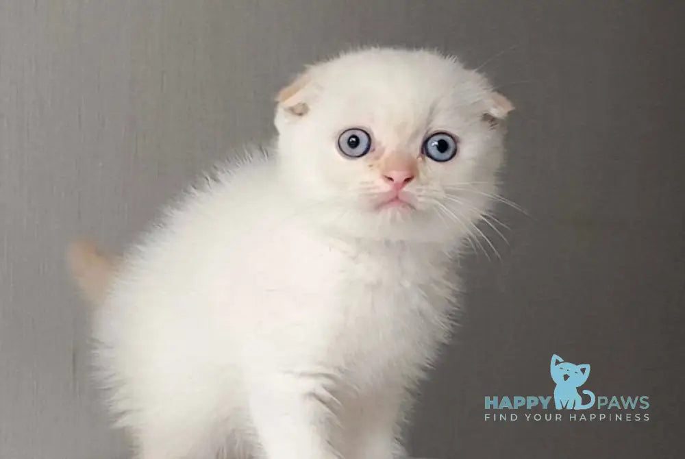 Heart Scottish Fold male red pointed live animals