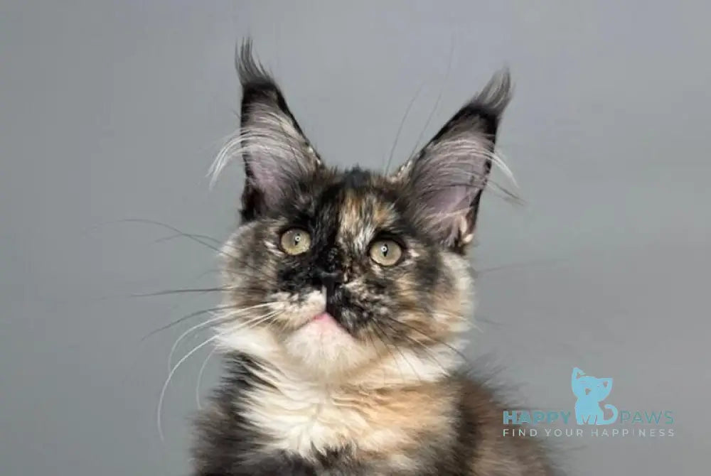 Heavy Rock Baby Maine Coon female black tortie live animals