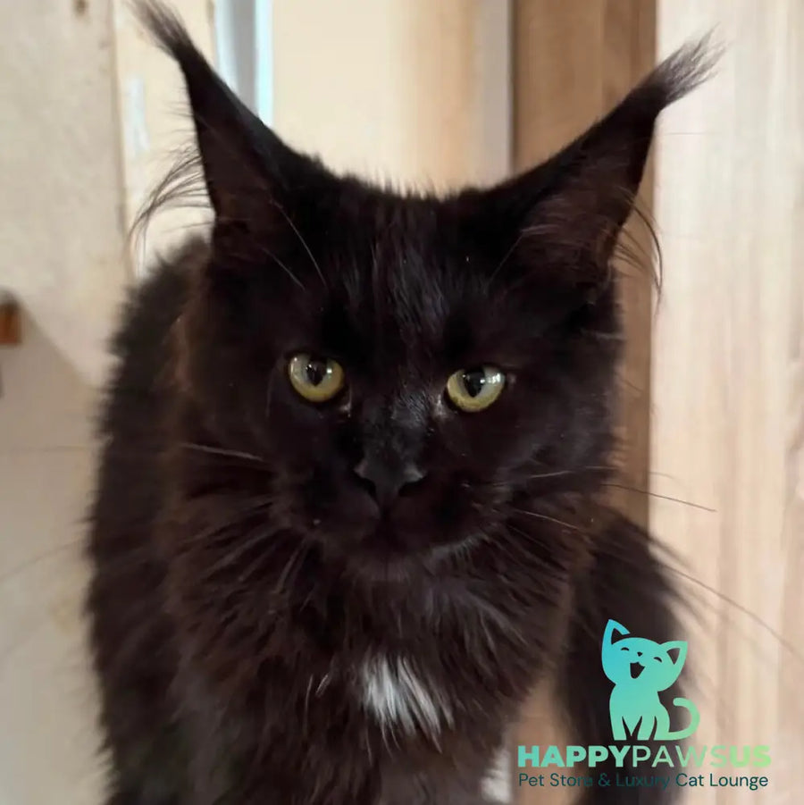 Hebe Maine Coon female black with white - live animals