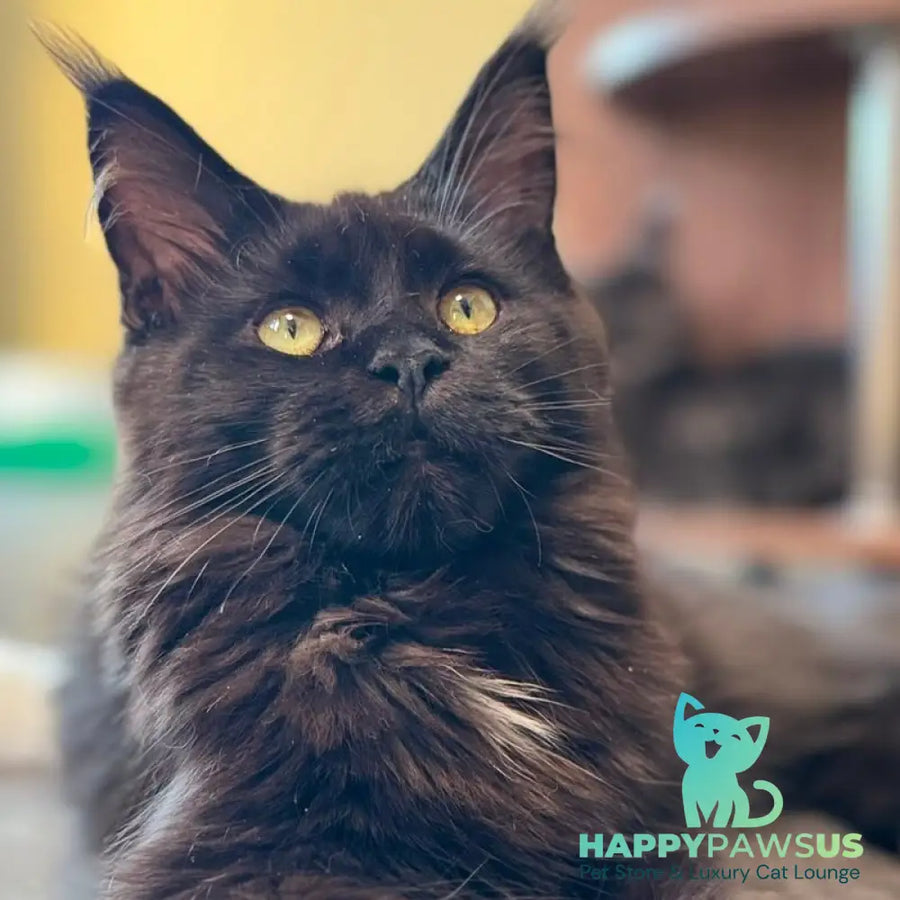Hebe Maine Coon female black with white - live animals