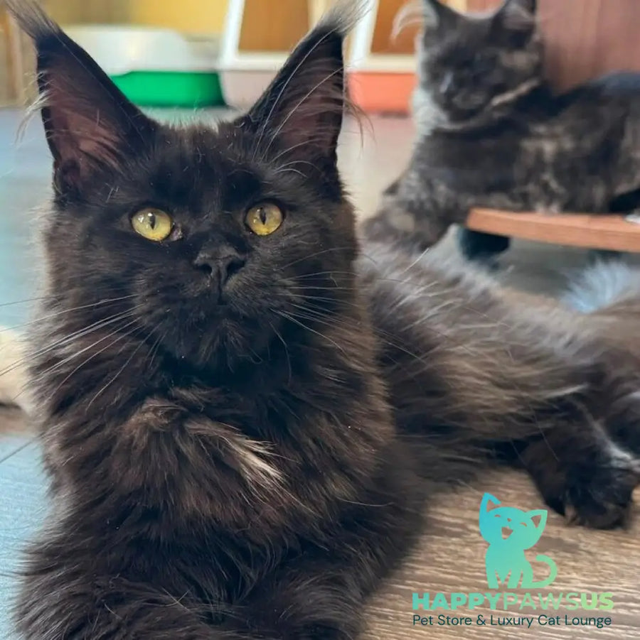 Hebe Maine Coon female black with white - live animals