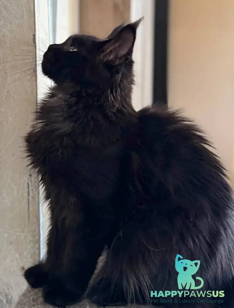 Hebe Maine Coon female black with white - live animals