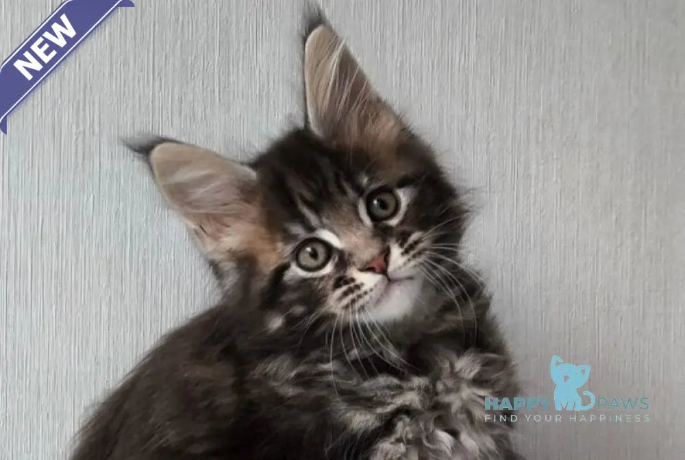 Hector Maine Coon male black tabby live animals