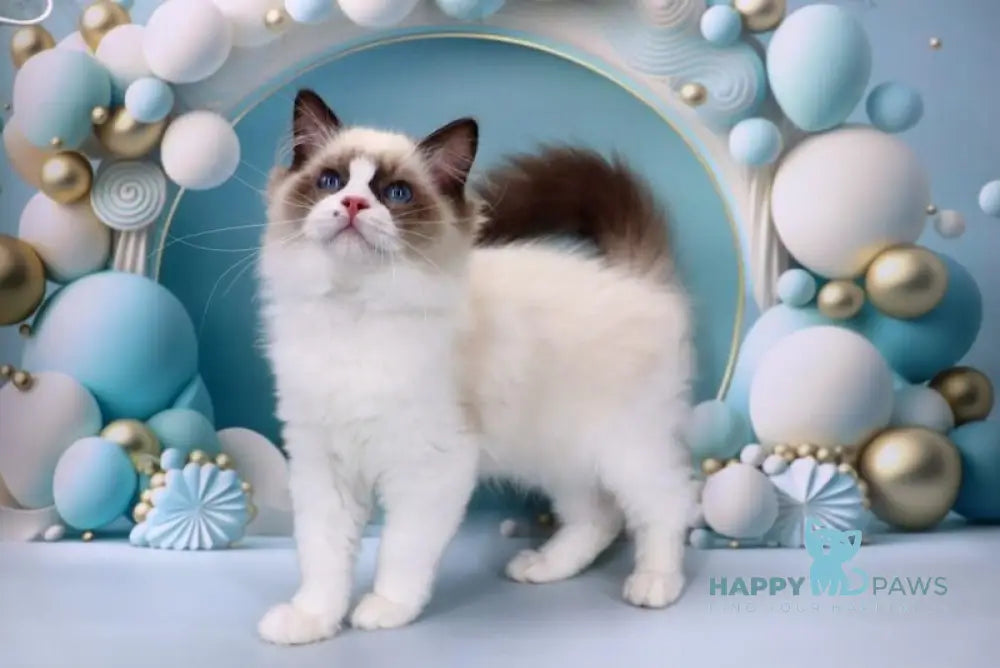 Hector Ragdoll male seal bicolour live animals