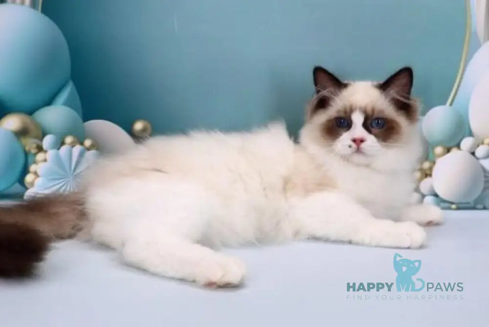 Hector Ragdoll male seal bicolour live animals