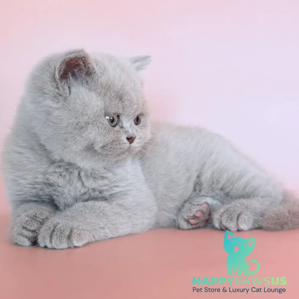 Hela British Shorthair female fawn - live animals