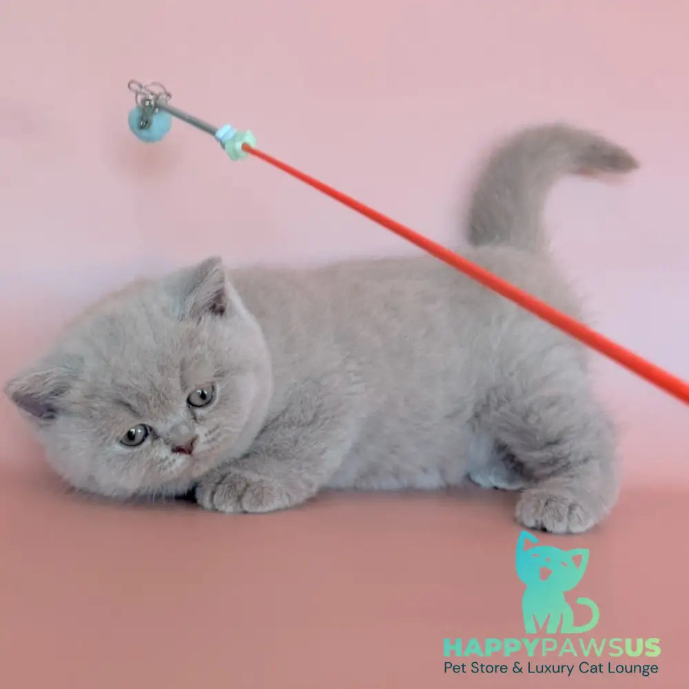 Hela British Shorthair female fawn - live animals