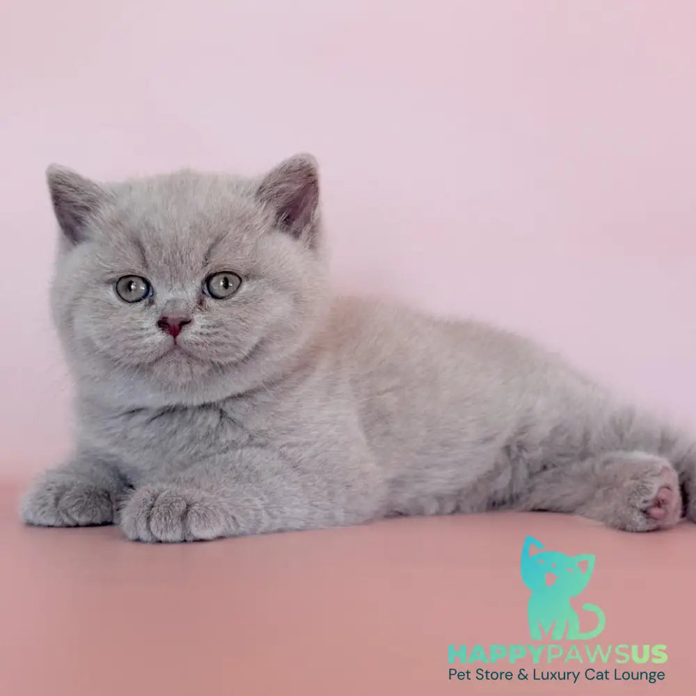 Hela British Shorthair female fawn - live animals