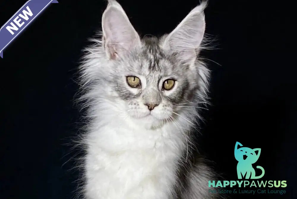 Helarie Maine Coon female black silver tabby - live animals