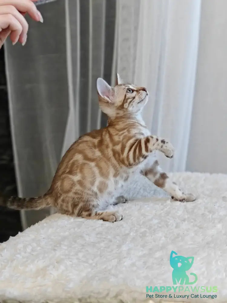 Helen Bengal female black spotted tabby pointed - live animals