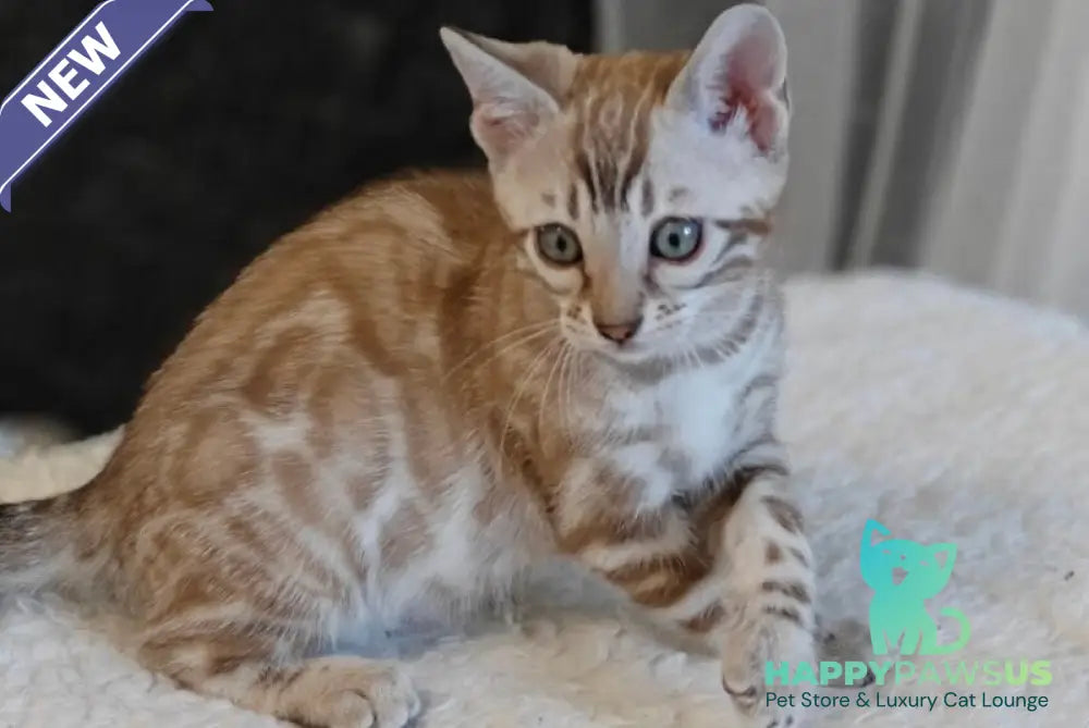 Helen Bengal female black spotted tabby pointed - live animals