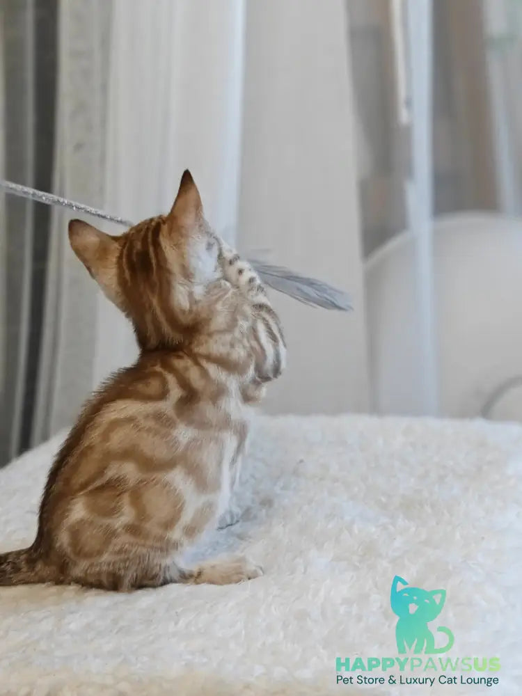 Helen Bengal female black spotted tabby pointed - live animals